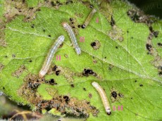 Orthosia gothica_гусеницы I+II_линька I-II